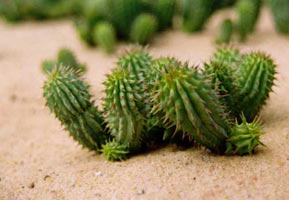 Weight loss. Hoodia herbal pills helps fight obesity.